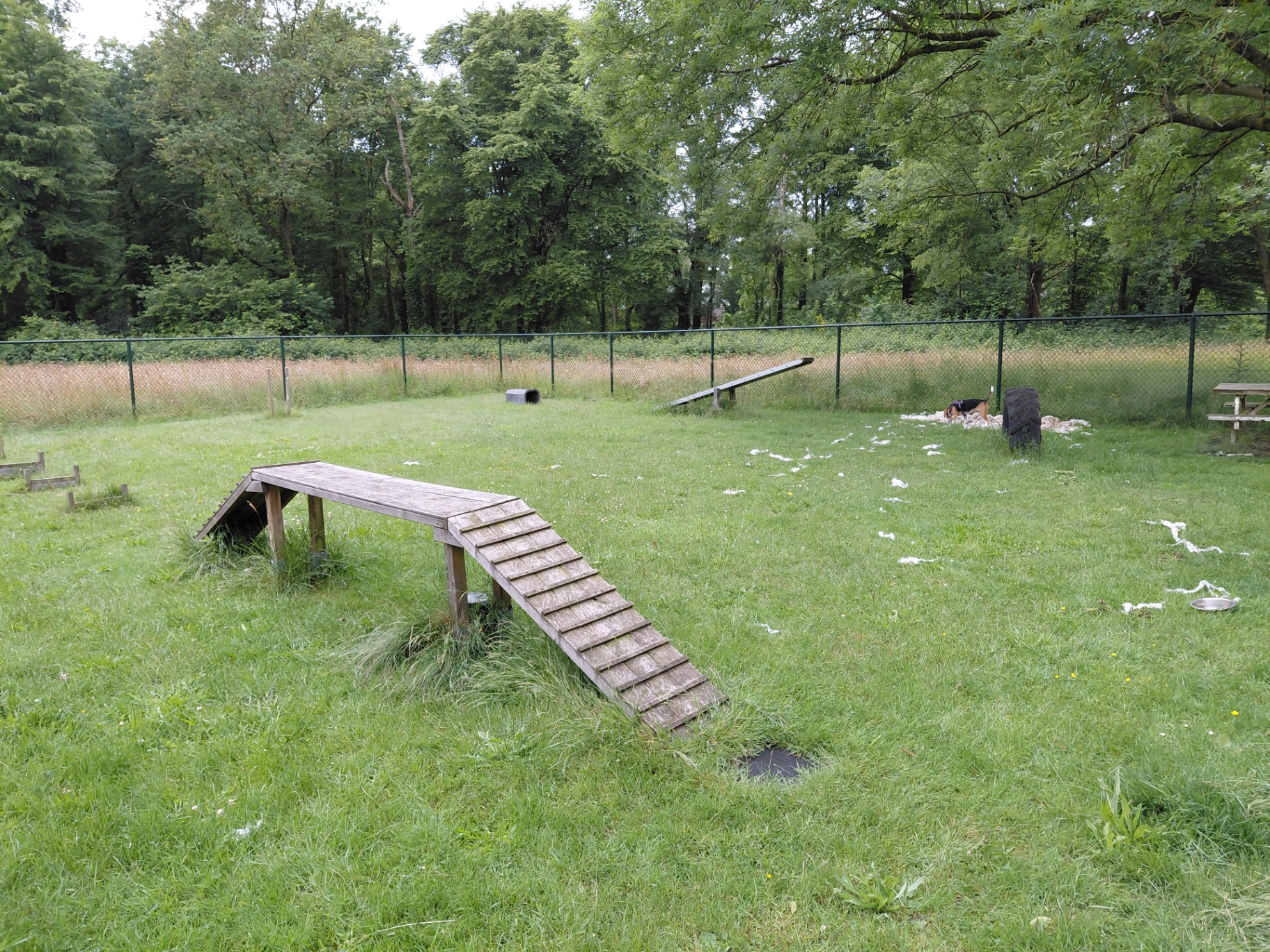 Klein hondje speelt in het aparte veldje voor kleine honden