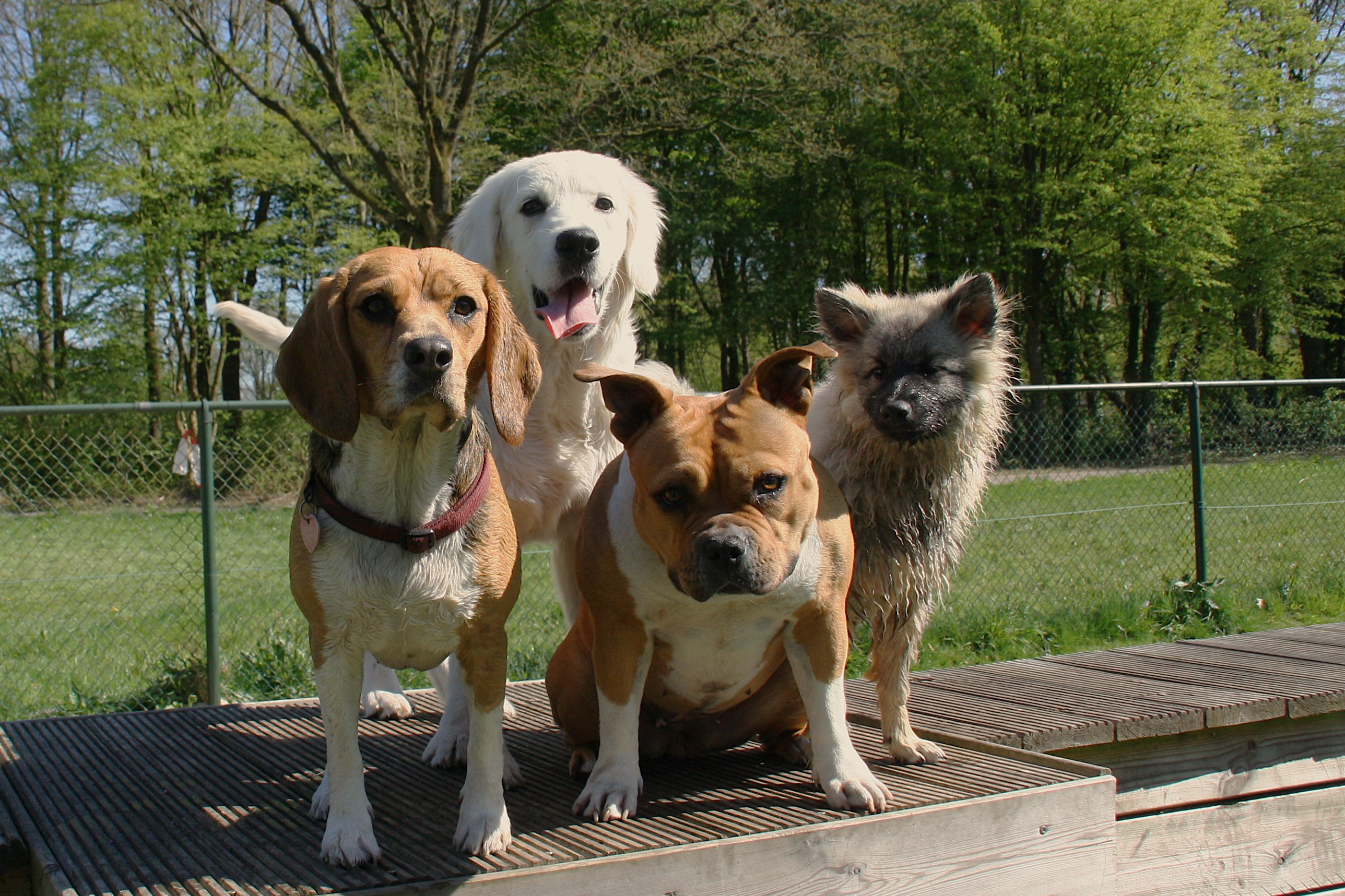 Een groep honden poseren samen in Hondenspeeltuin Pittelo in Assen